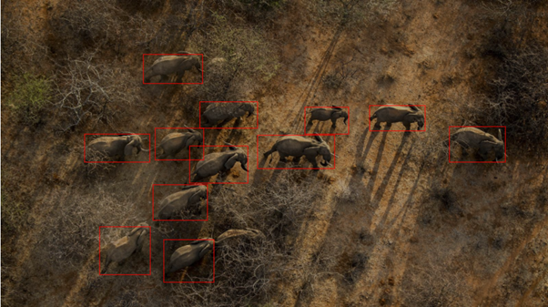 ElephantsViewDown.png ElephantsViewDown.png