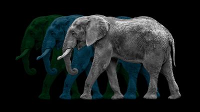 Trio-of-grey-blue-green-Jordanesque-fullsize-elephants-1920x1080.jpg Trio-of-grey-blue-green-Jordanesque-fullsize-elephants-1920x1080.jpg