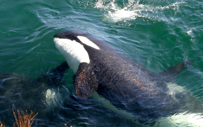 Explore data and meet Kiki and her family of endangered orcas!
