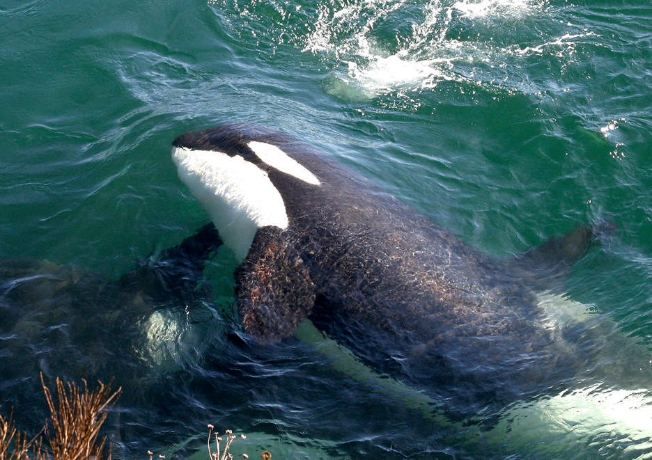 Explore data and meet Kiki and her family of endangered orcas!