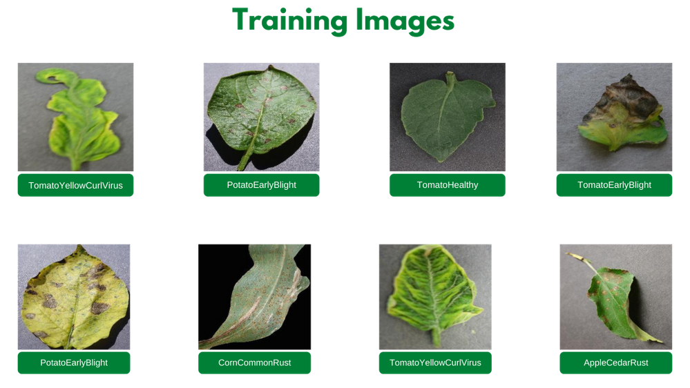 training-images